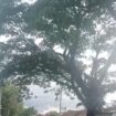 pohon