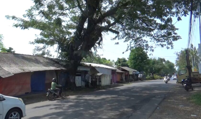pohon tua