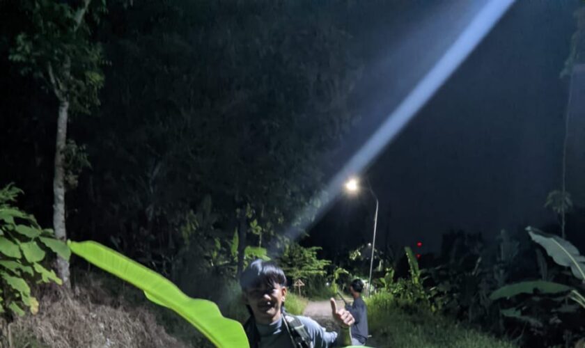 tanam pohon pisang