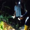 jatuh dari pohon
