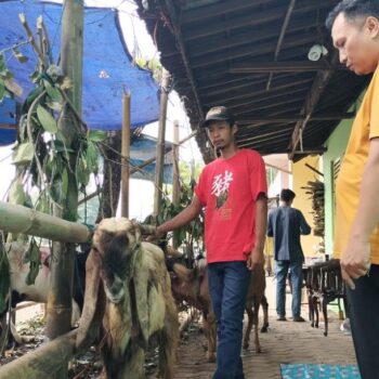 kambing