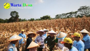 template berita foto warta desa(4)