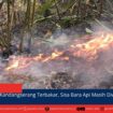 berita web(1)
