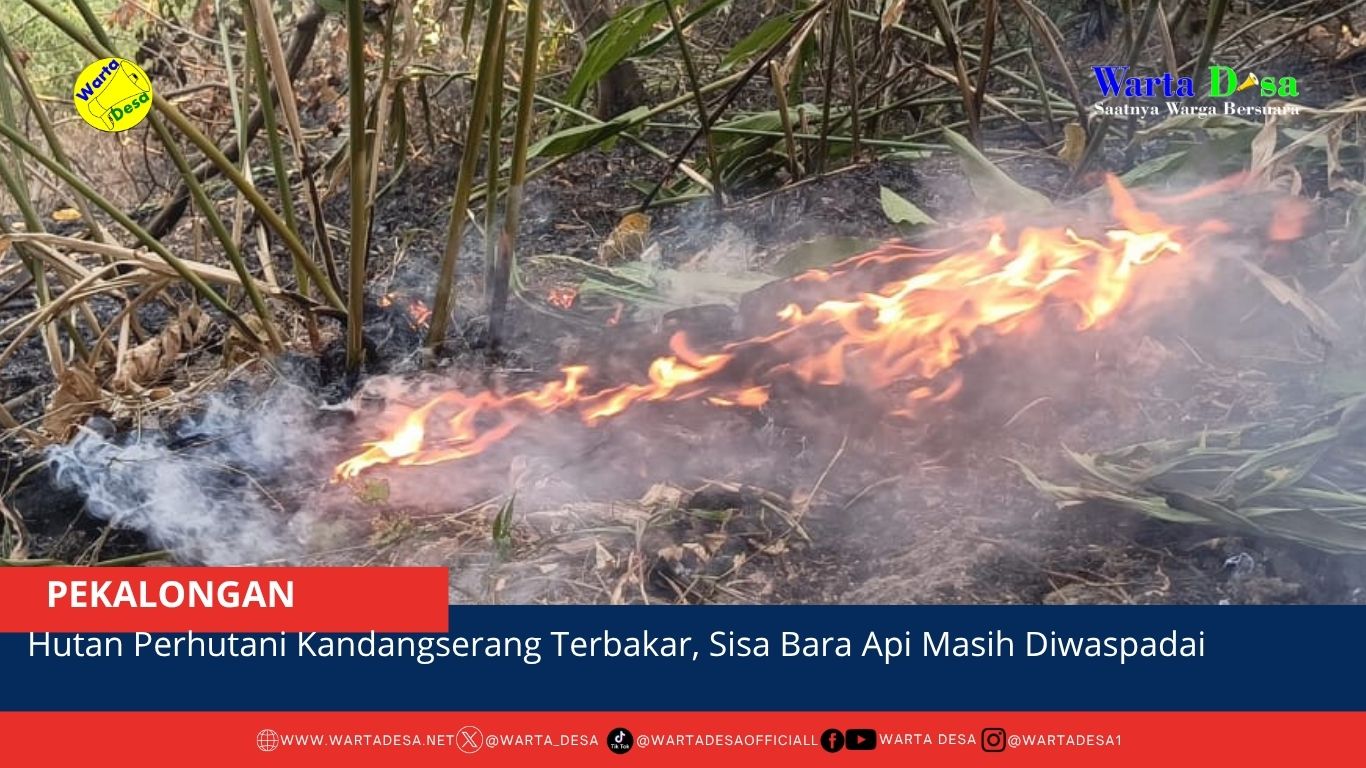 berita web(1)
