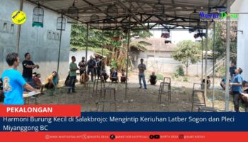 berita web(2)