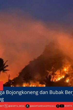 berita web(7)